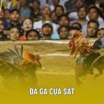 Đá gà cựa sắt – Nghệ thuật của tốc độ và sự chính xác trong từng cú ra đòn