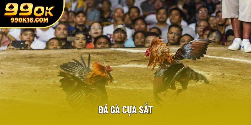 Đá gà cựa sắt – Nghệ thuật của tốc độ và sự chính xác trong từng cú ra đòn